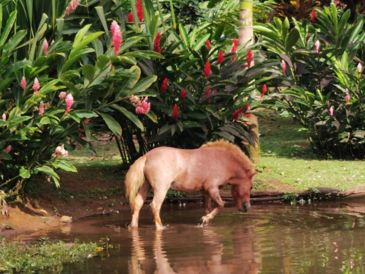 Blue River Resort & Hot Springs Liberia Exterior foto